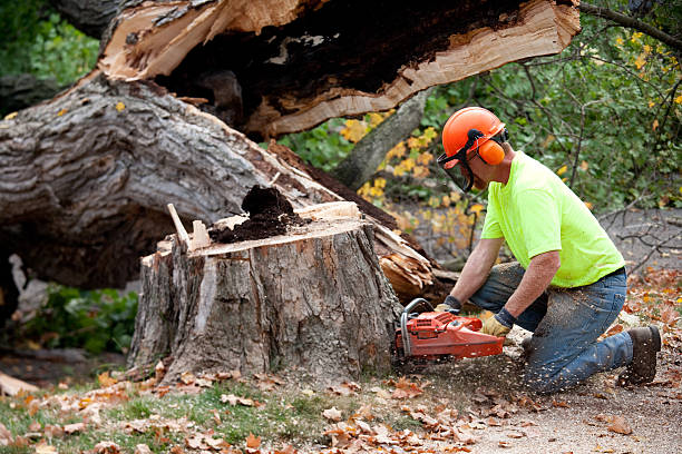 Best Fruit Tree Pruning  in Madera Acres, CA